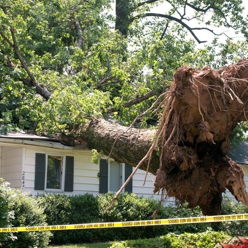 A Picture of an Uprooted Tree That Fell On a House After a Severe Storm.
